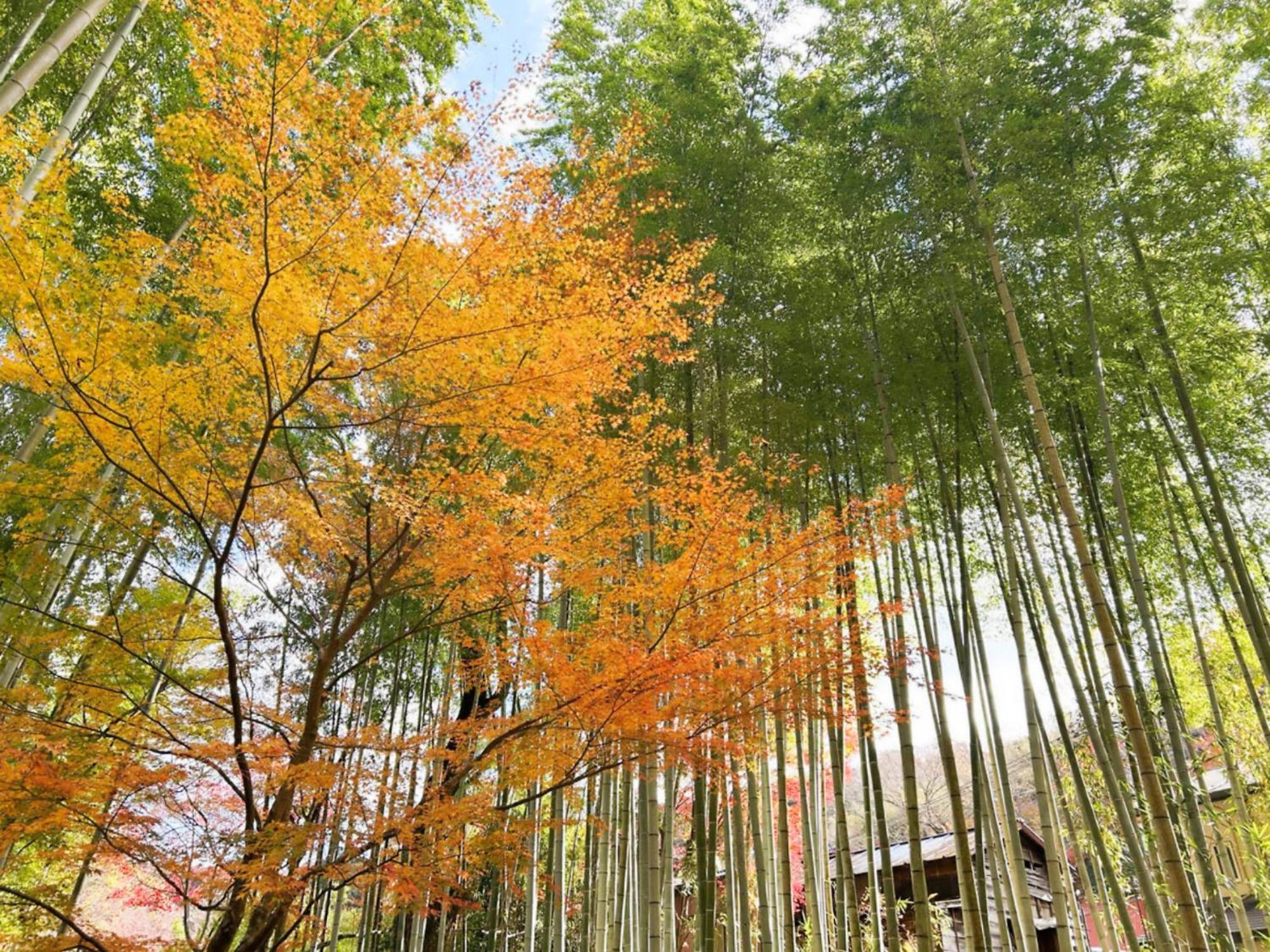 Shuzenji Onsen Hotel Takitei Идзу Экстерьер фото